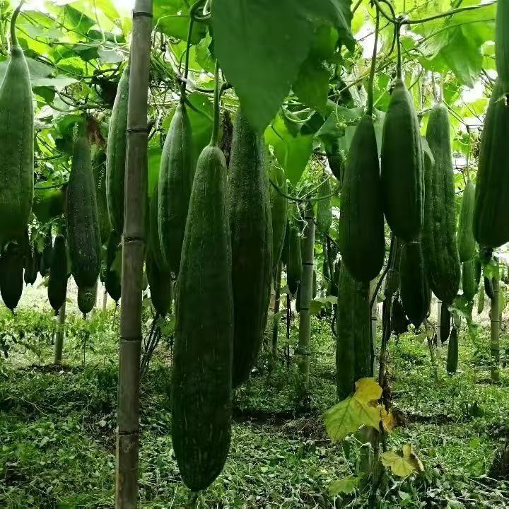 Pure natural loofah can be used to wash dishes, wash pots, and wash and scrub the back.